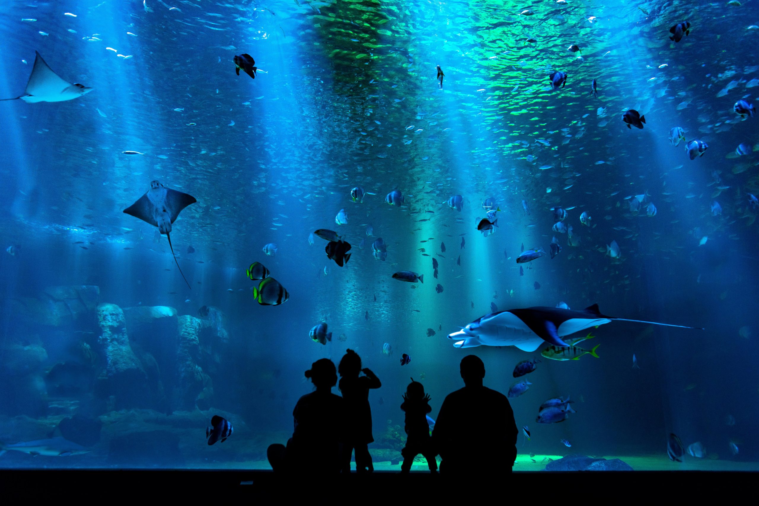 Silhouette of family looking at aquarium full of fish