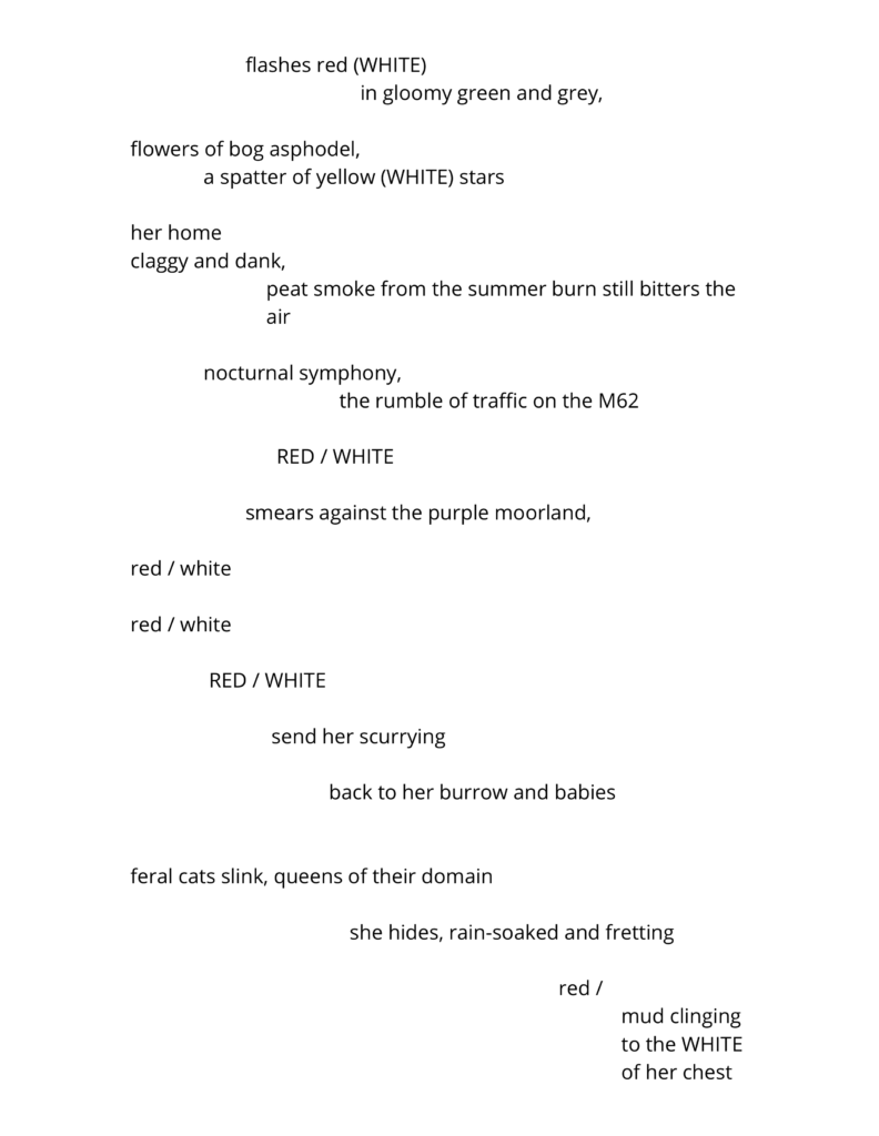 flashes red (WHITE)
        in gloomy green and grey,

flowers of bog asphodel, 
a spatter of yellow (WHITE) stars

her home
claggy and dank, 
peat smoke from the summer burn still bitters the air

nocturnal symphony, 
the rumble of traffic on the M62

RED / WHITE 

smears against the purple moorland,

red / white

red / white

RED / WHITE

send her scurrying 

back to her burrow and babies


feral cats slink, queens of their domain

she hides, rain-soaked and fretting 

red /
mud clinging to the WHITE of her chest
