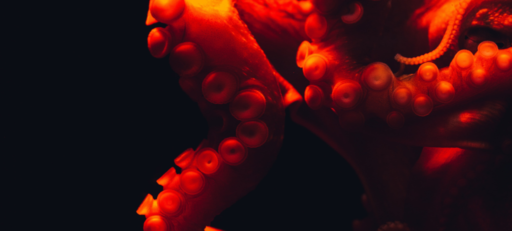 Photo of red octopus tentacles on a black background