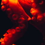 photo of red octopus tentacles on black background