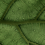 Close-up photo of the veins of a wet leaf