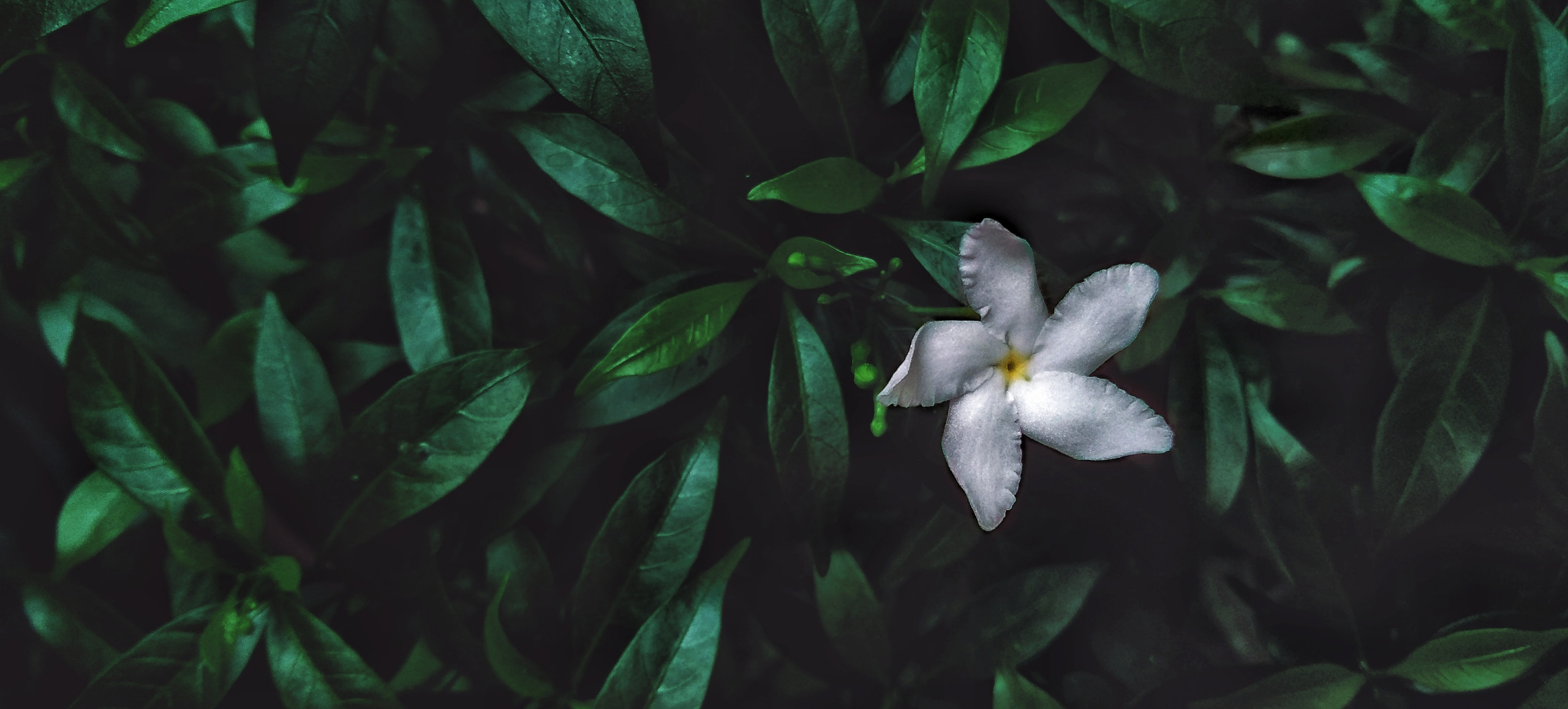 Photo of single white jasmine flower on a green bush