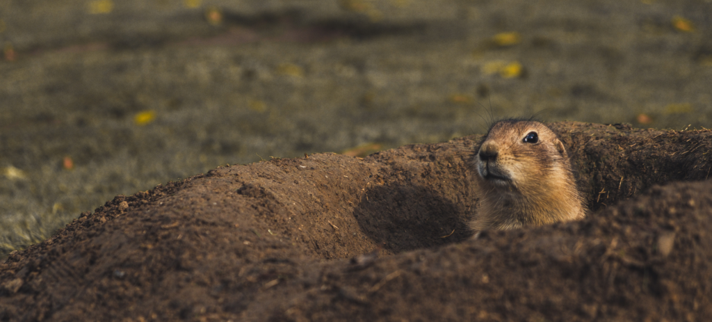 Trap And Release for Squirrel Control: Not Such a Good Idea - Laidback  Gardener