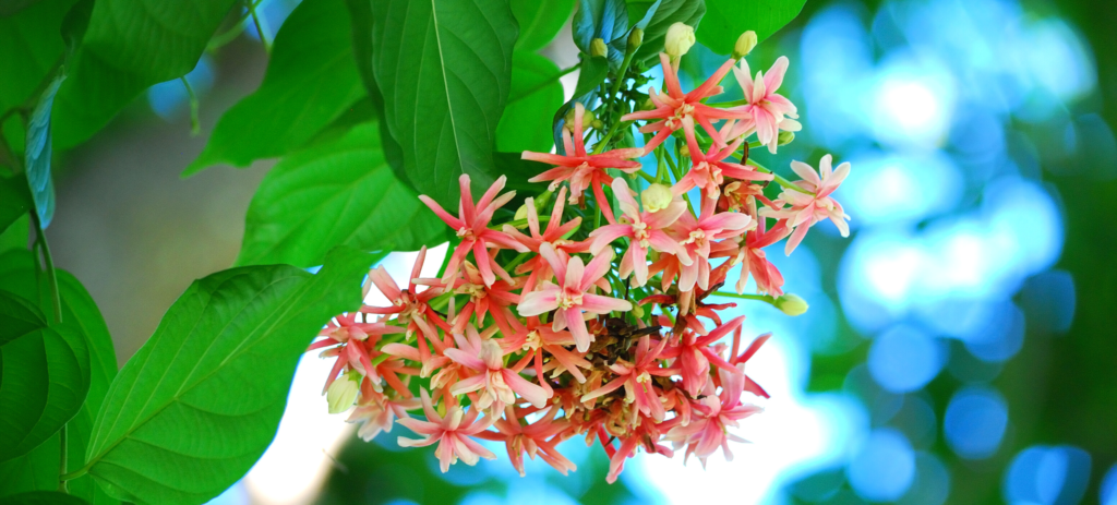 Photo of rangoon creeper vine with pink-and-white flowers.