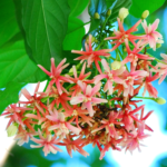 Photo of a rangoon creeper vine with pink-and-white flowers