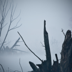 Photo of a spooky and foggy marsh/swamp