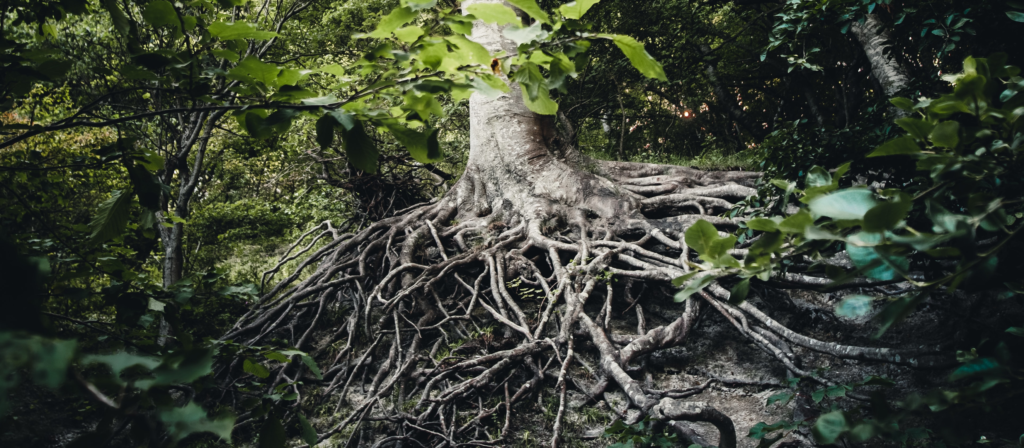 Photo of a tree in a forest with a ton of roots spidering out