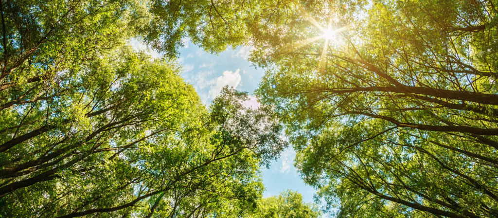 Photo of sunlight hitting treetops