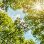 Photo of sunlight hitting treetops