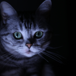 Photo of cat staring creepily in the dark