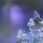 Photo of a butterfly resting on flowers