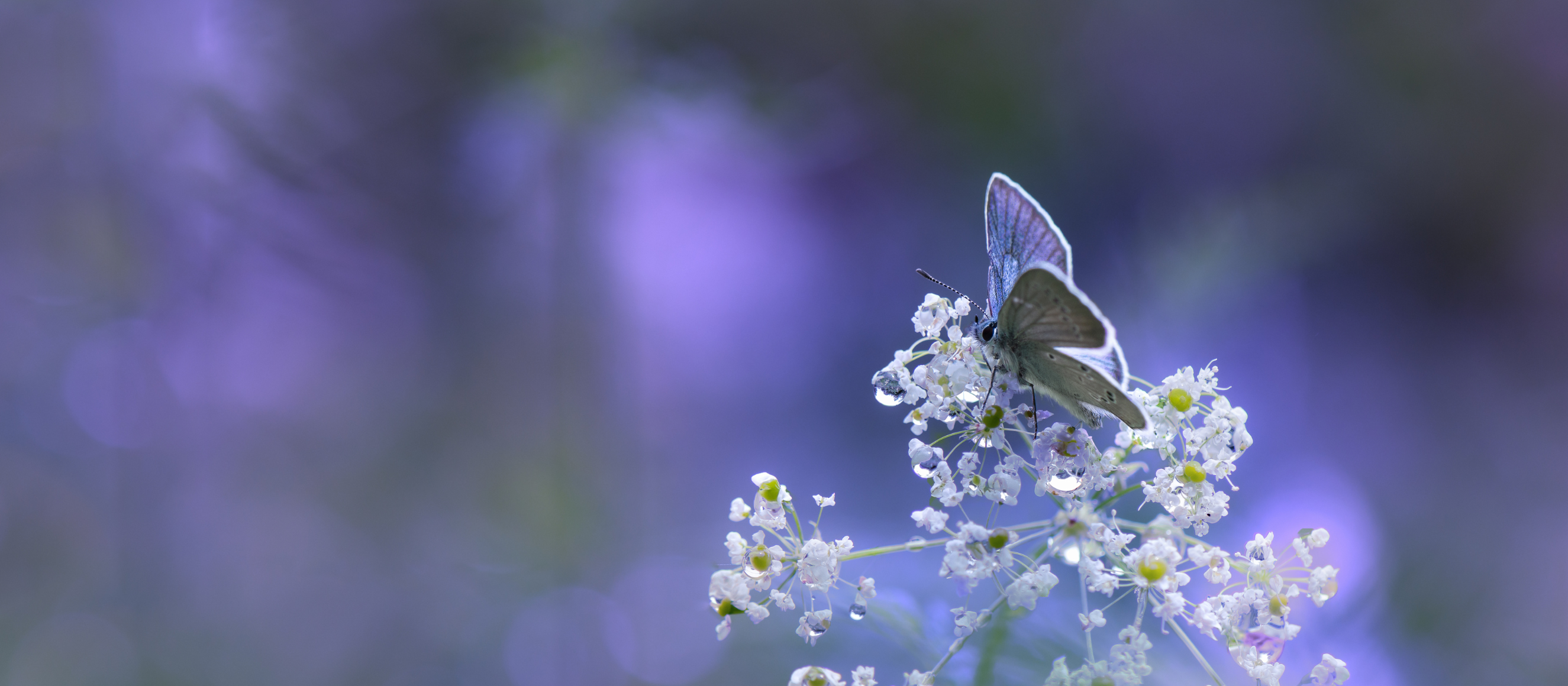 Photo of a butterfly resting on flowers