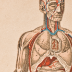 Vintage illustration of the anatomy of the human body