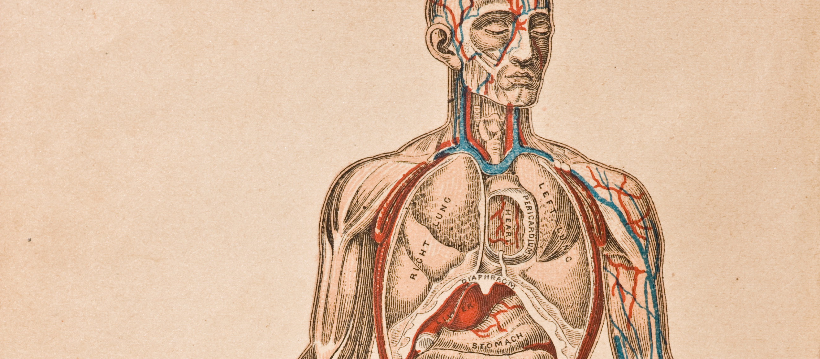 Vintage illustration of the anatomy of the human body