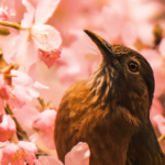 Photo of a bird sitting among flowers looking up