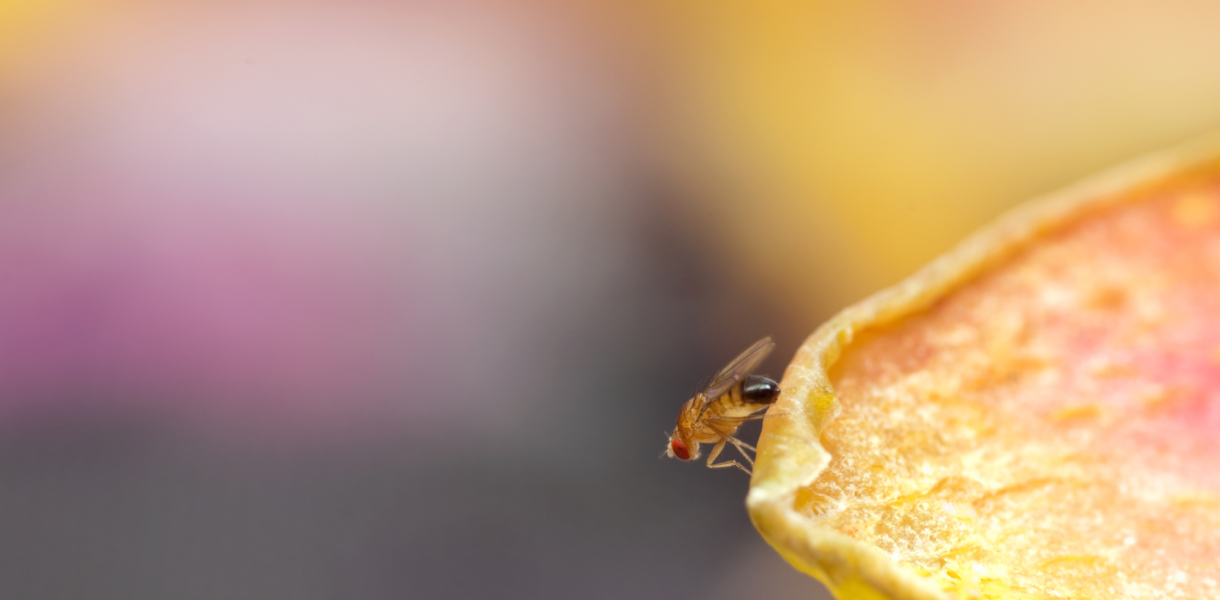 Photo of a fruit fly